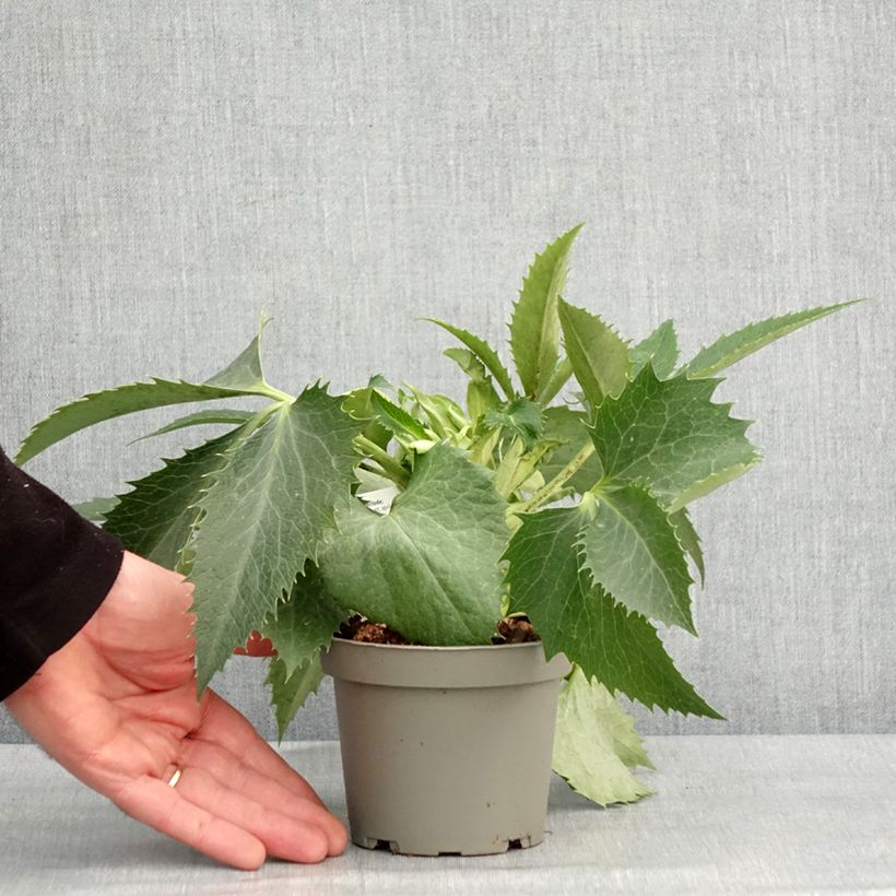 Eléboro de Córcega - Helleborus argutifolius Maceta de 12 cm / 13 cm Ejemplar entregado en invierno