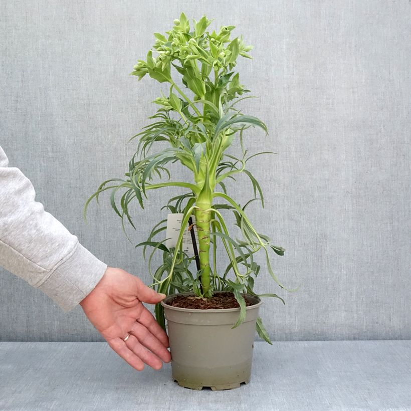 Spécimen de Hellébore foetidus Bowles Form Pot de 1L/1,5L tel que livré au printemps