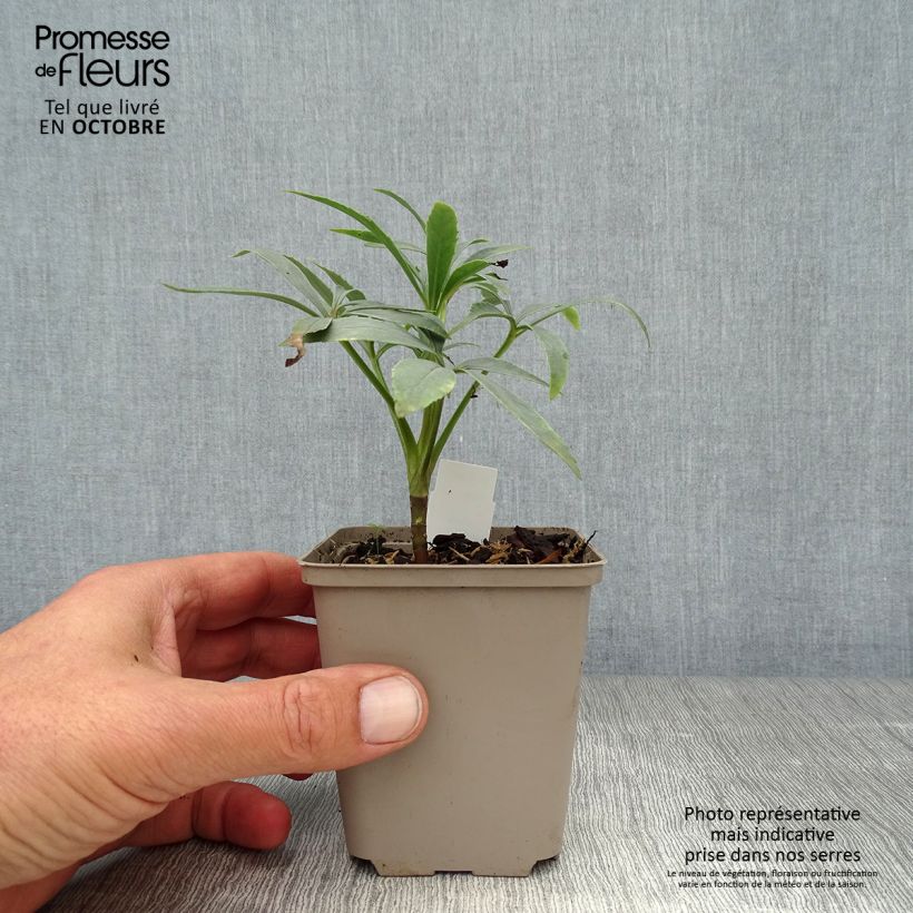 Spécimen de Hellébore foetidus - Hellébore fétide Godet de 8/9 cm tel que livré en automne