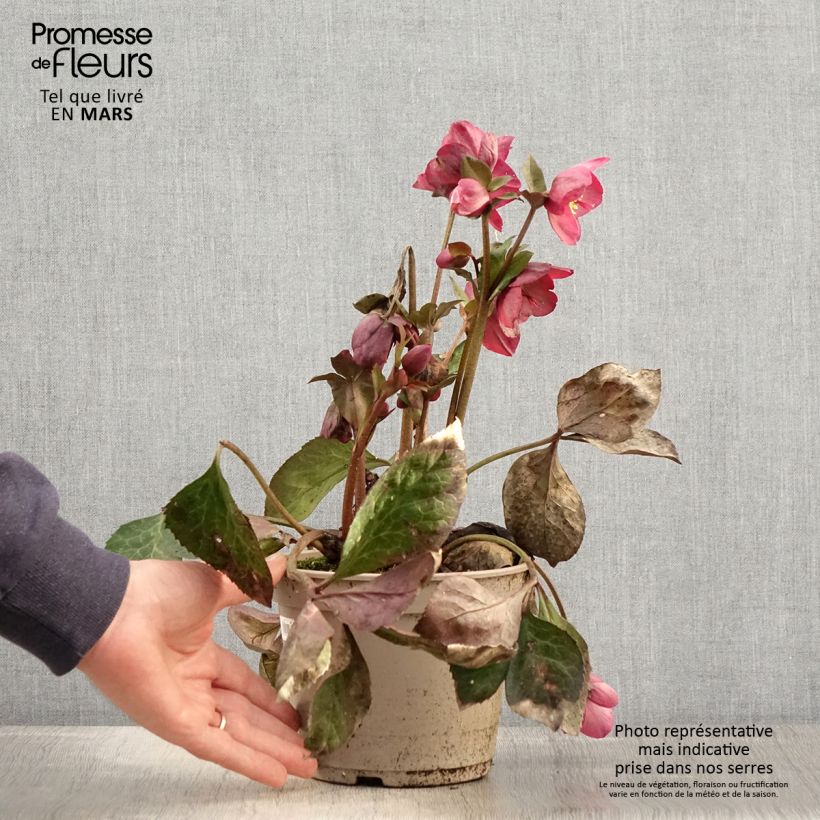 Eléboro Ice N' Roses Marbled Mindy Marble - Eléboro Maceta 2L/3L Ejemplar entregado en la primavera