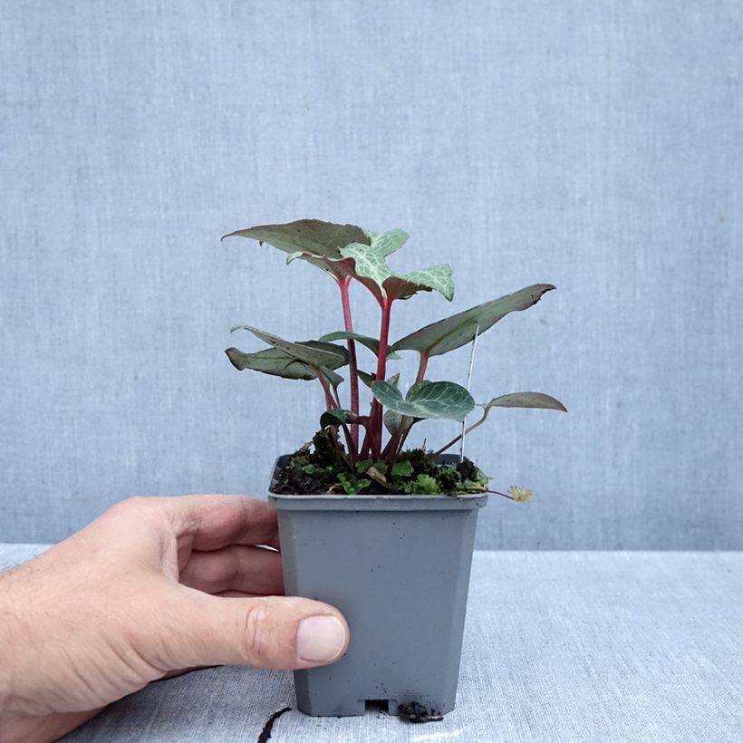 Spécimen de Hellebore lividus Godet de 8/9 cm tel que livré en automne