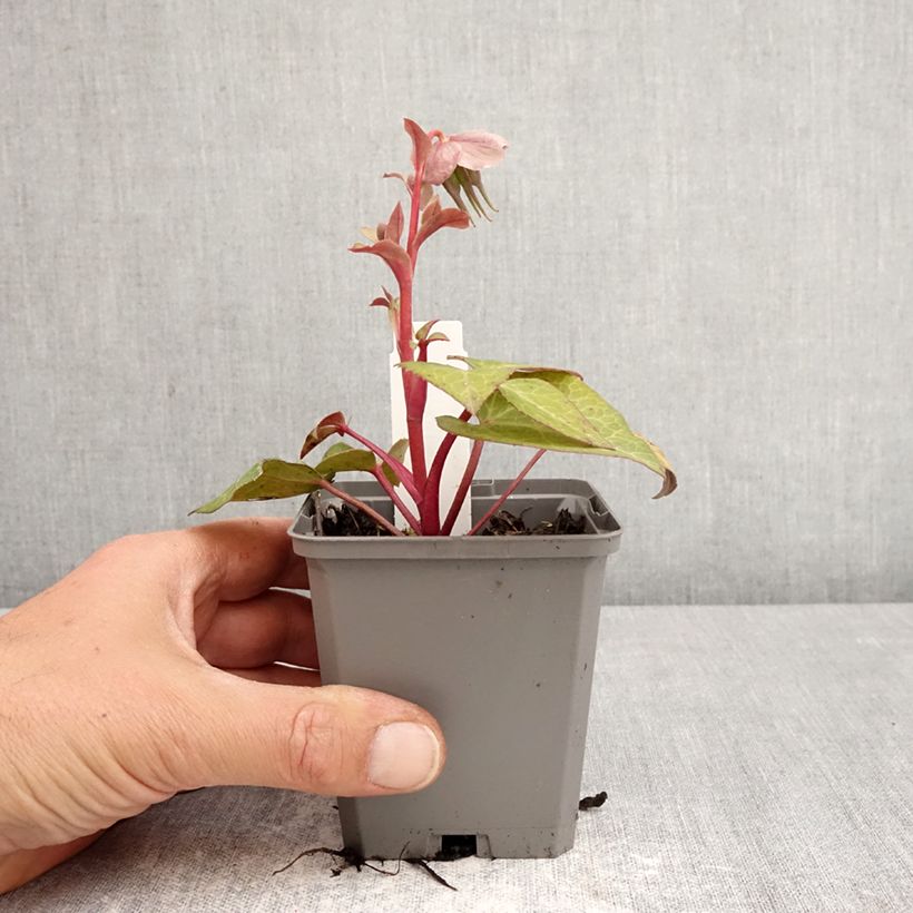 Spécimen de Hellebore lividus Godet de 8/9 cm tel que livré au printemps