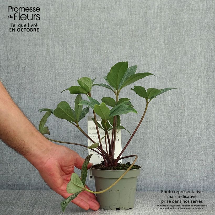 Spécimen de Hellébore Magic Leaves Pot de 10 cm/11cm tel que livré en automne