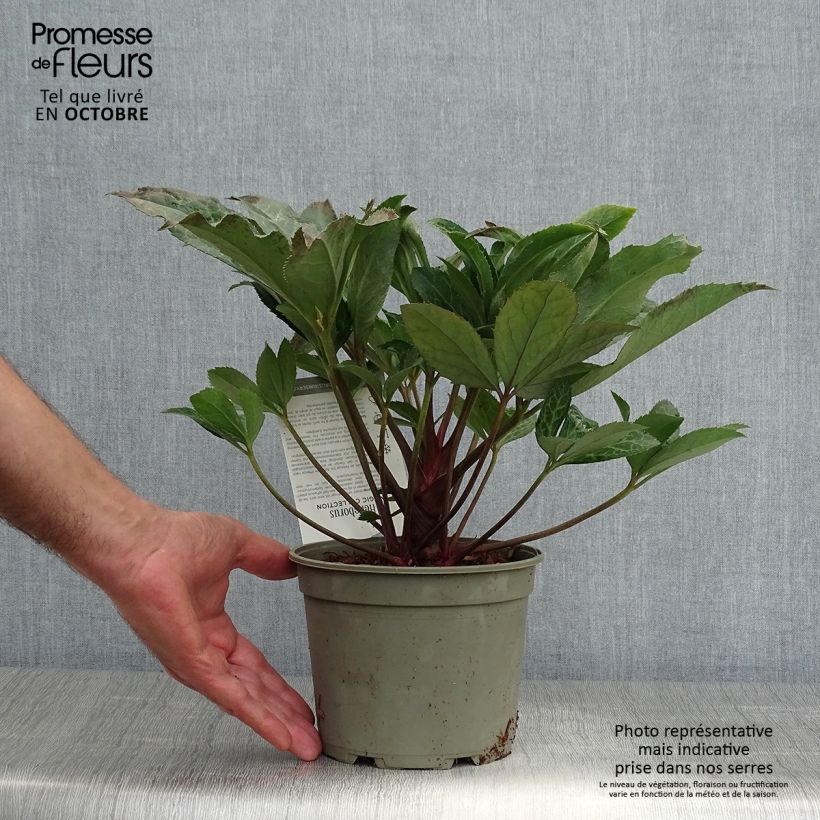Spécimen de Hellébore Magic Leaves Pot de 2L/3L tel que livré en automne