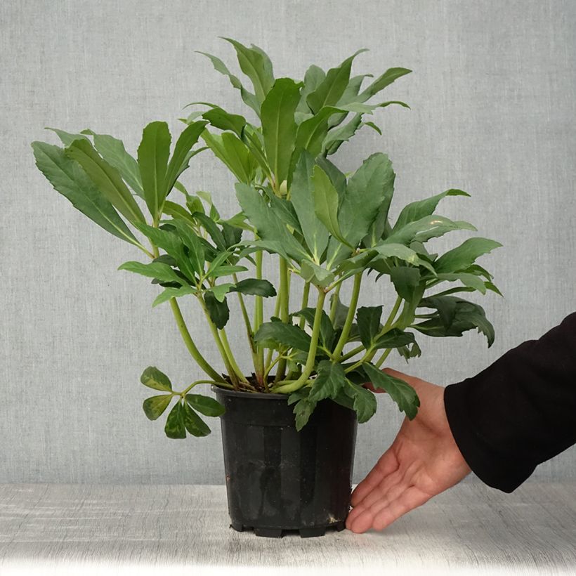 Spécimen de Hellébore niger - Rose de Noël Pot de 2L/3L tel que livré au printemps