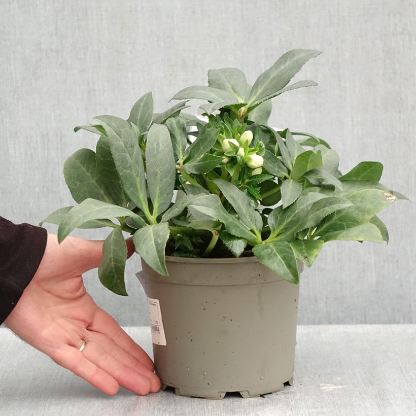 Spécimen de Hellébore nigercors Sid Ice Pot de 2L/3L tel que livré en automne