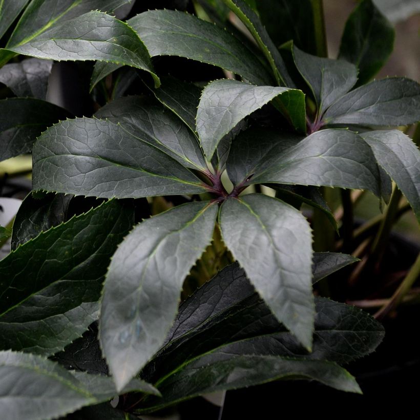 Hellebore nigercors Snow Love (Feuillage)