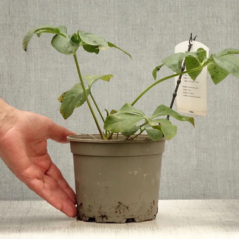 Spécimen de Hellébore orientale Anémone Rose Pot de 2L/3L tel que livré en été