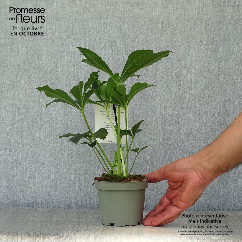 Spécimen de Hellébore orientale Anémone Rouge Pot de 12 cm / 13 cm tel que livré en automne