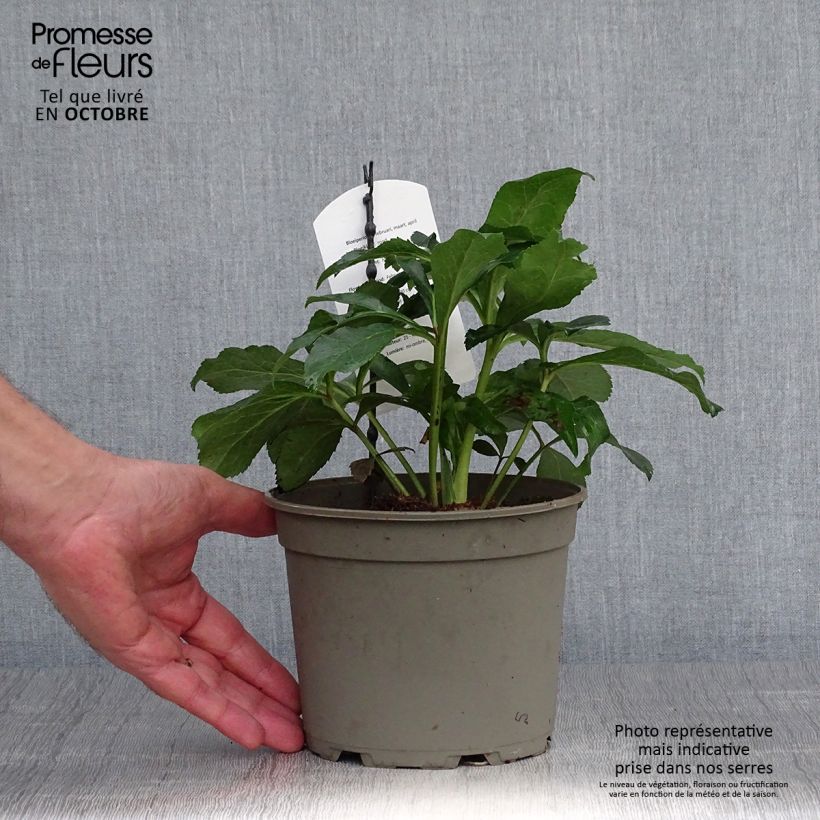 Spécimen de Hellébore orientale Anémone Rouge Pot de 2L/3L tel que livré en automne