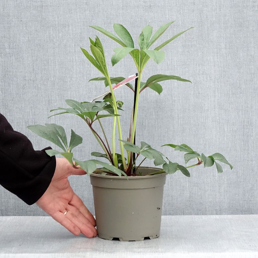 Helleborus hybridus anemone red 2L/3L pot sample as delivered in spring