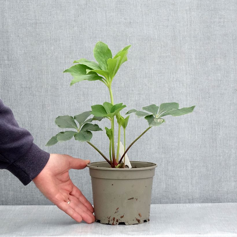 Spécimen de Hellébore orientale Anémone Verte Pot de 2L/3L tel que livré au printemps