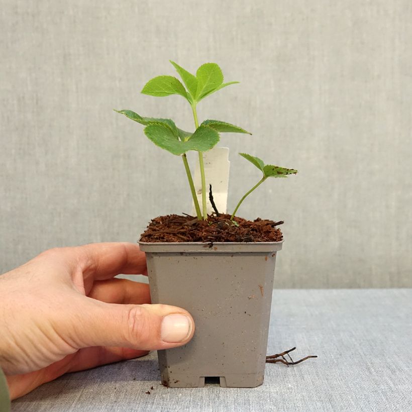 Spécimen de Hellébore orientale Aubergine liseré Godet de 8/9 cm tel que livré en automne
