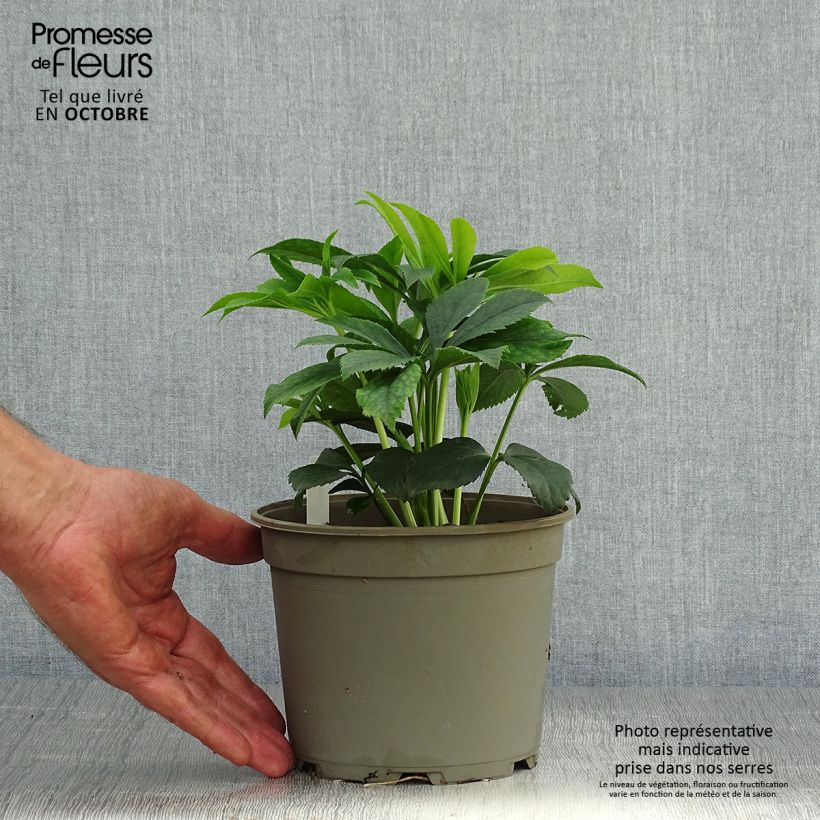 Spécimen de Hellébore orientale Black Chocolate Pot de 2L/3L tel que livré en automne