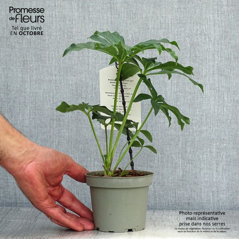 Spécimen de Hellébore orientale Blanc guttatus Pot de 12 cm / 13 cm tel que livré en automne