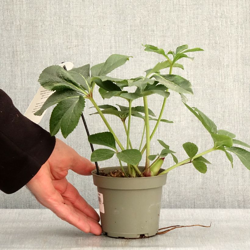 Spécimen de Hellébore orientale Blanc guttatus Pot de 12 cm / 13 cm tel que livré en hiver