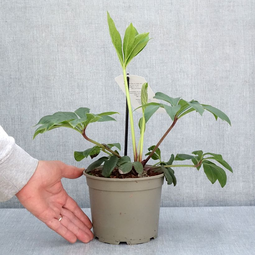 Spécimen de Hellébore orientale Blanc guttatus Pot de 2L/3L tel que livré au printemps