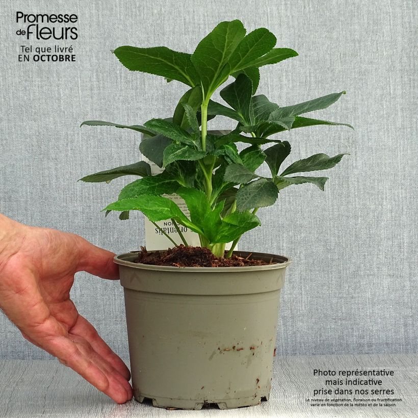 Spécimen de Hellébore orientale Double Aubergine liseré Blanc Pot de 2L/3L tel que livré en automne