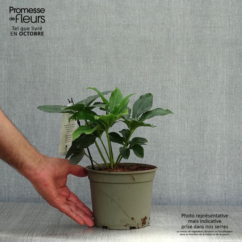 Spécimen de Hellébore orientale Double Blanc guttatus Pot de 2L/3L tel que livré en automne