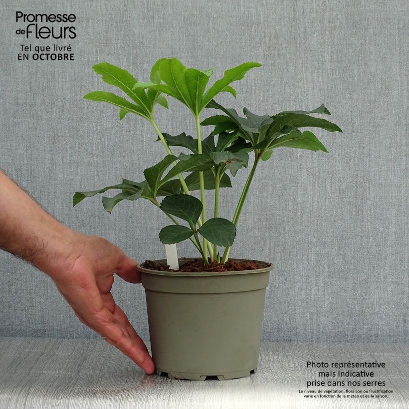 Spécimen de Hellébore orientale Double Rouge Pot de 2L/3L tel que livré en automne