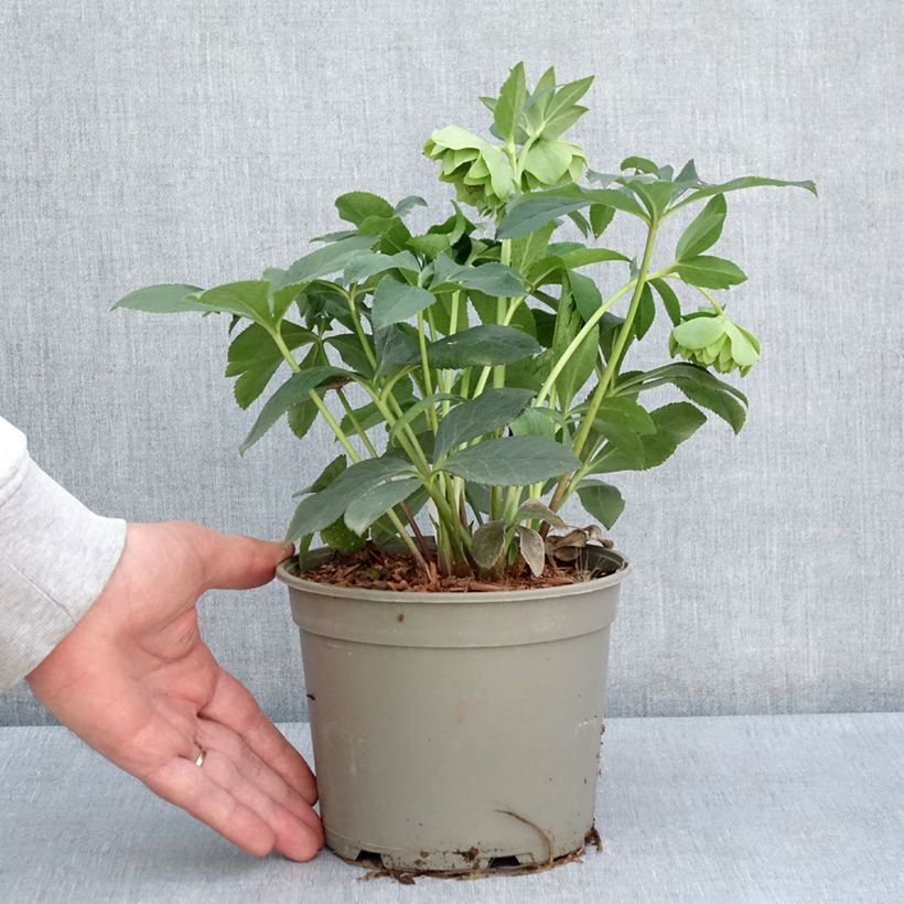 Spécimen de Hellébore orientale Double Verte guttatus Pot de 2L/3L tel que livré au printemps