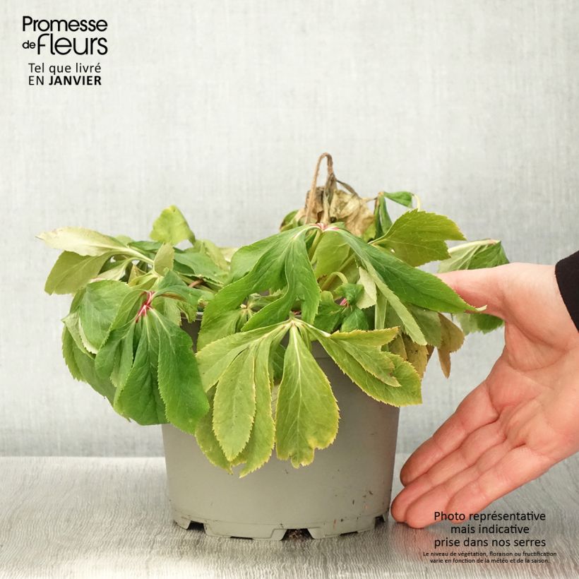 Spécimen de Hellébore orientale Fuchsia à coeur Jaune Pot de 2L/3L tel que livré en hiver