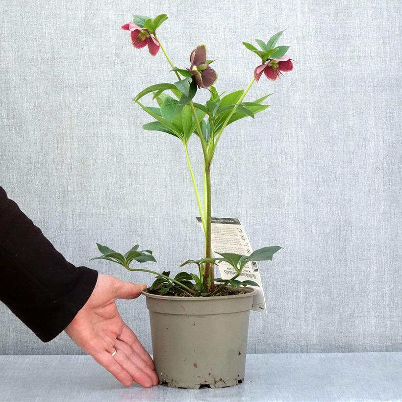 Spécimen de Hellébore orientale Magic Aubergine liseré Pot de 2L/3L tel que livré au printemps