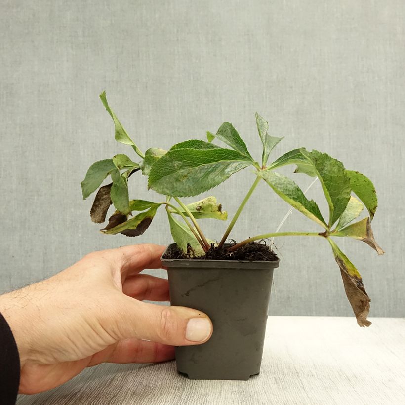 Spécimen de Hellebore Orientale mélange en godet 8/9cm tel que livré en automne