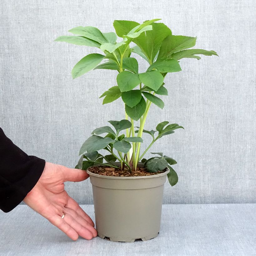 Spécimen de Hellébore orientale Pêche à centre rouge Pot de 2L/3L tel que livré au printemps