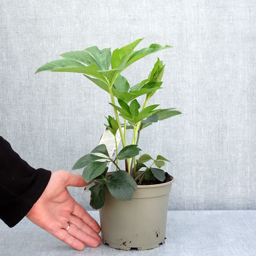 Spécimen de Hellébore orientale Picotee Pot de 2L/3L tel que livré au printemps