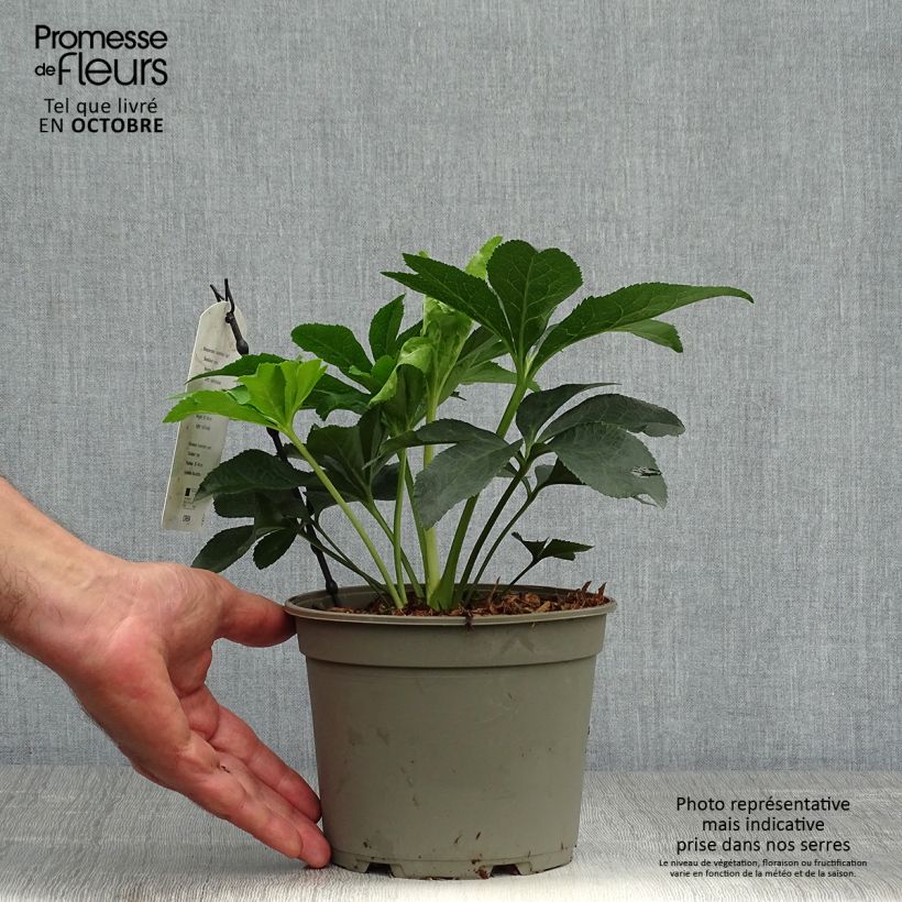 Spécimen de Hellébore orientale Rose guttatus Pot de 2L/3L tel que livré en automne