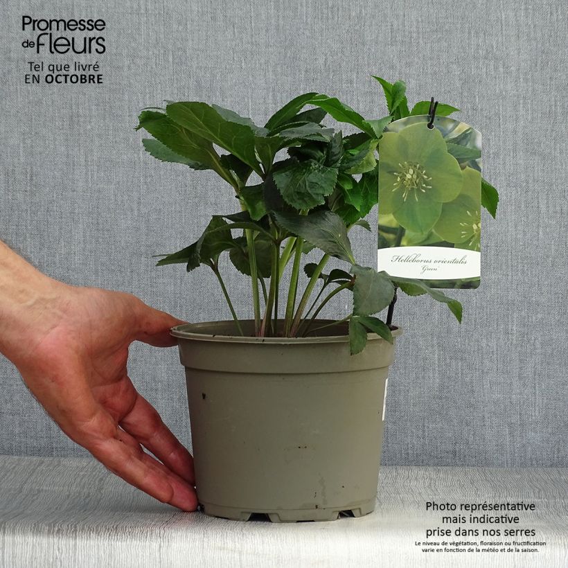 Spécimen de Hellébore orientale Verte Pot de 2L/3L tel que livré en automne