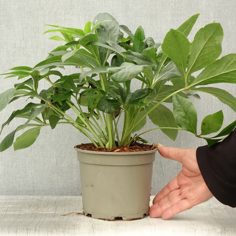 Esemplare di Helleborus ViV Alessandra - Elleboro Vaso da 2L/3L come consegnato in autunno