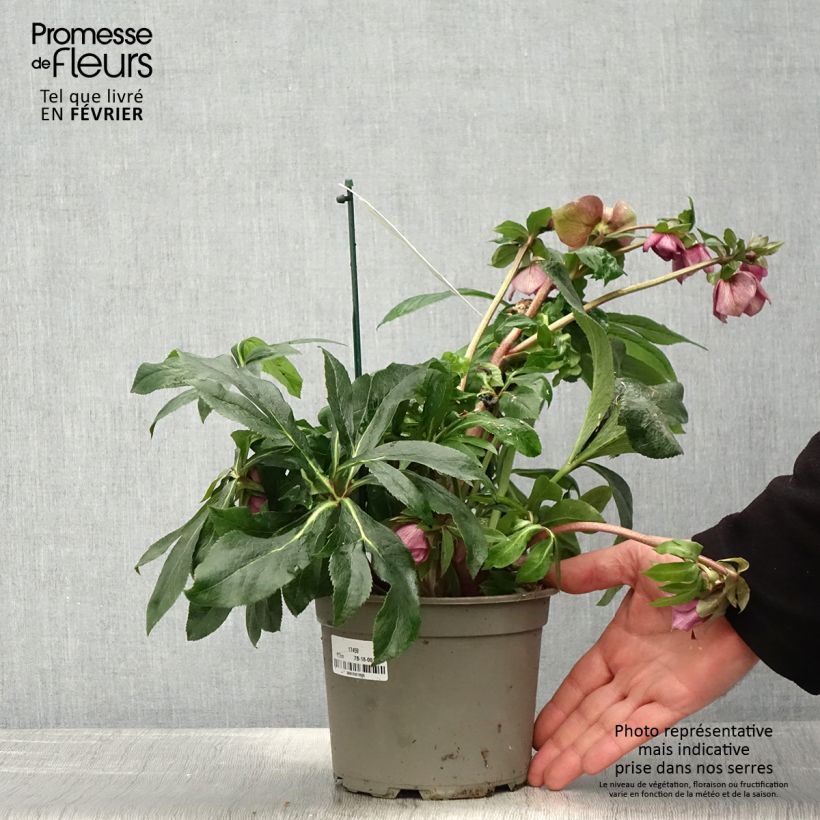 Spécimen de Hellébore orientale ViV Carlotta Pot de 2L/3L tel que livré en hiver
