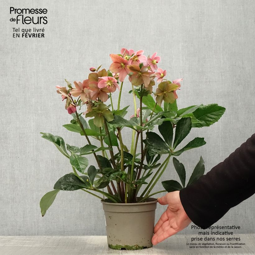 Spécimen de Hellebore orientale ViV Diana Pot de 2L/3L tel que livré en hiver