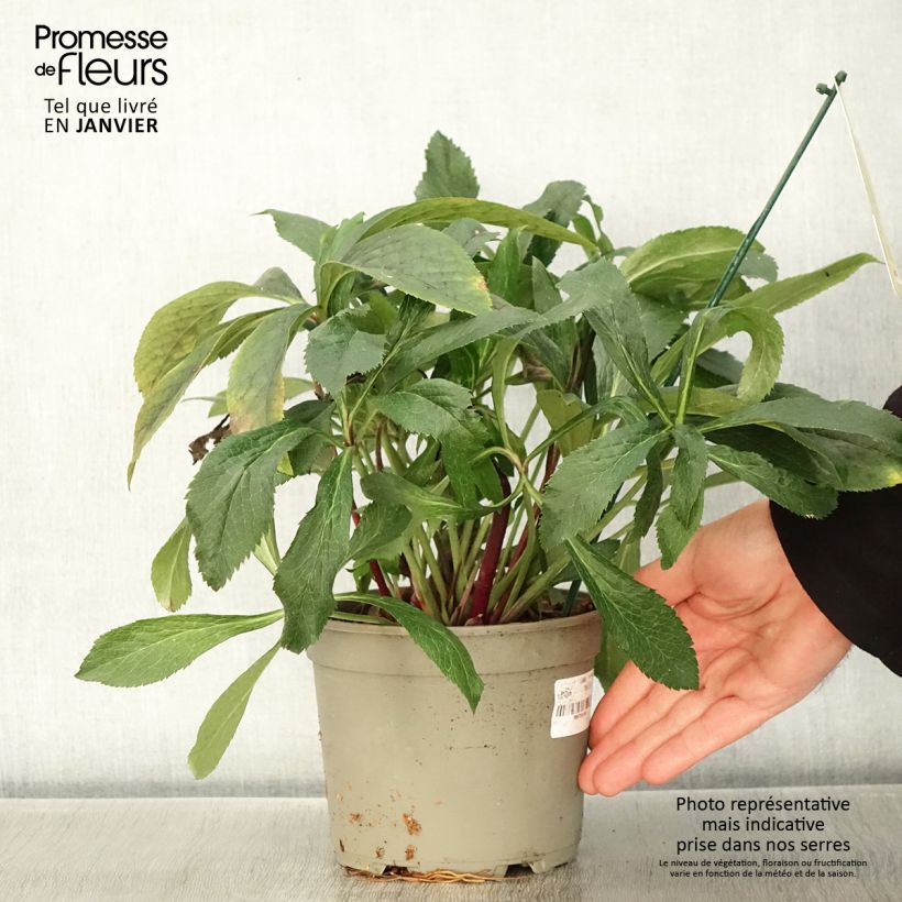 Spécimen de Hellébore orientale ViV Eleonora Pot de 2L/3L tel que livré en hiver