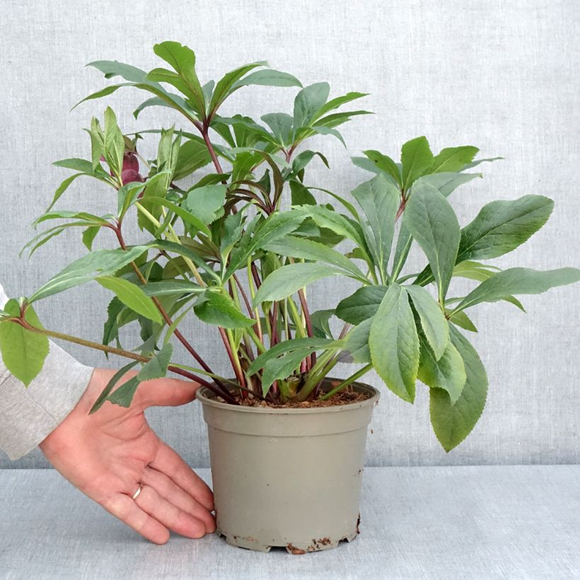 Spécimen de Hellébore orientale ViV Eleonora Pot de 2L/3L tel que livré au printemps