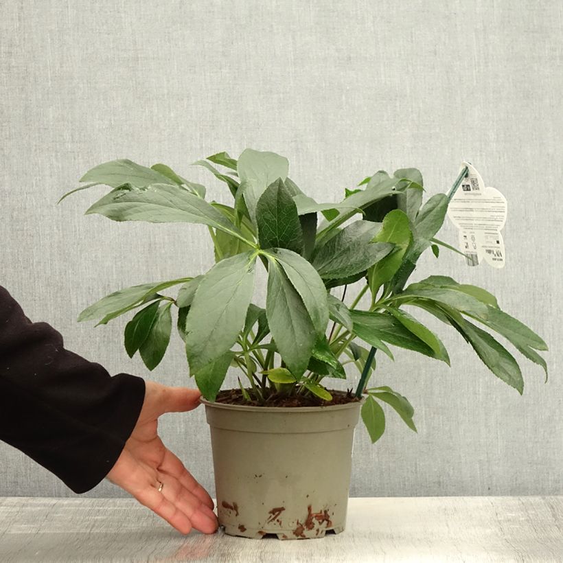 Esemplare di Helleborus ViV Halina - Elleboro Vaso da 2L/3L come consegnato in autunno