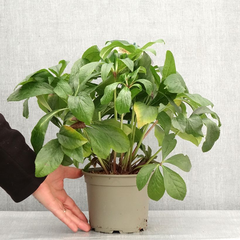 Spécimen de Hellébore orientale ViV Lucrezia Pot de 2L/3L tel que livré en hiver