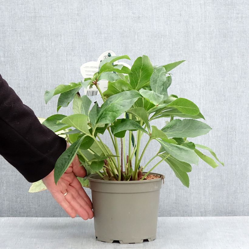 Spécimen de Hellebore orientale ViV Luisa - Helleborus orientalis  Pot de 2L/3L tel que livré au printemps