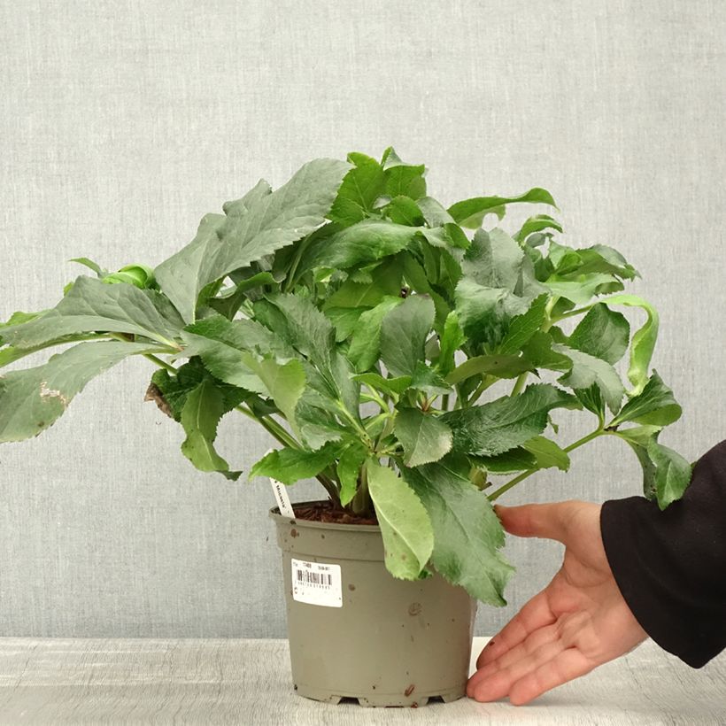 Helleborus hybridus ViV Micaela 2L/3L pot sample as delivered in autumn