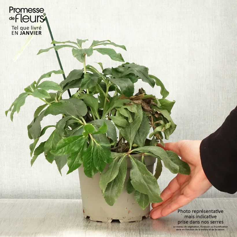 Spécimen de Hellébore orientale ViV Suzanna Pot de 2L/3L tel que livré en hiver