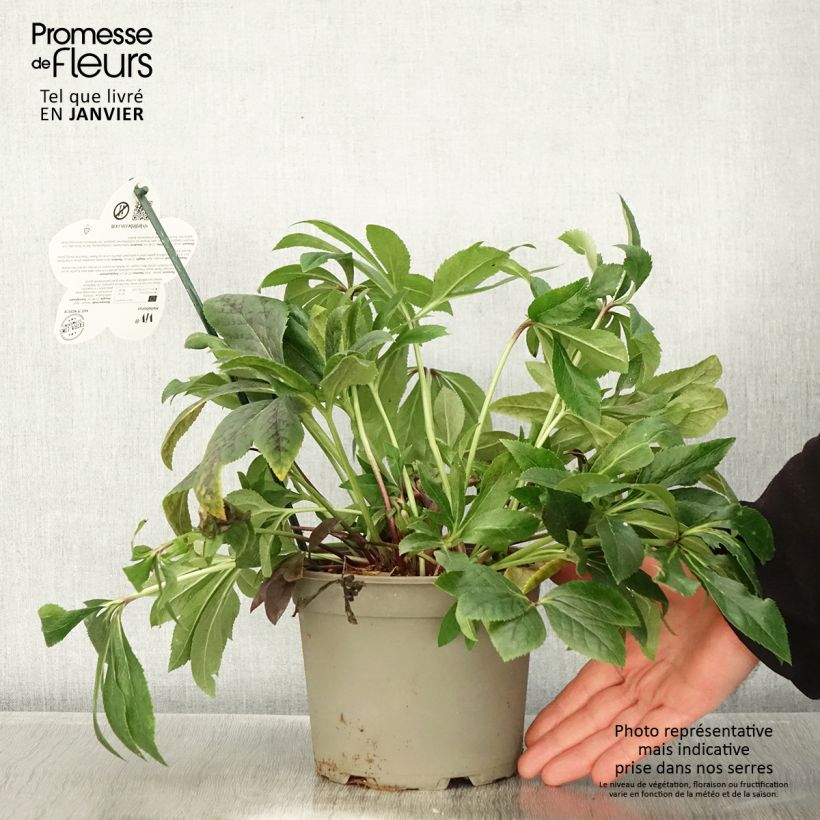 Spécimen de Hellébore orientale ViV Teodora Pot de 2L/3L tel que livré en hiver