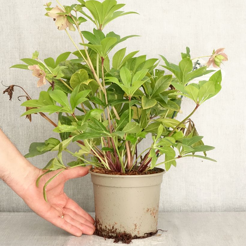 Spécimen de Hellébore orientale ViV Teodora Pot de 2L/3L tel que livré au printemps