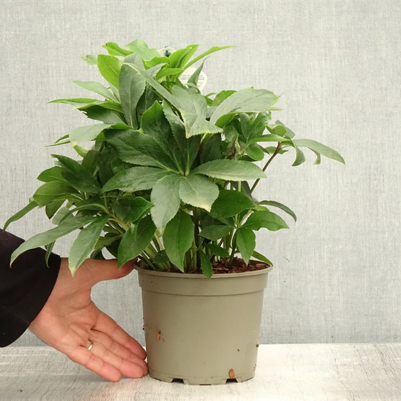 Esemplare di Helleborus ViV Teresa - Elleboro Vaso da 2L/3L come consegnato in autunno