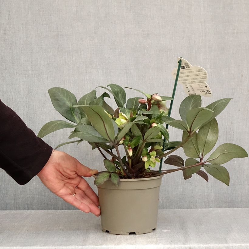 Spécimen de Hellébore orientale ViV Valeria Pot de 1L/1,5L tel que livré en automne