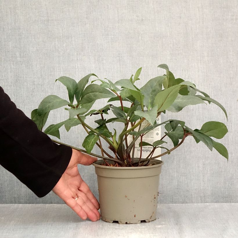 Spécimen de Hellébore orientale ViV Wanda Pot de 1L/1,5L tel que livré en automne