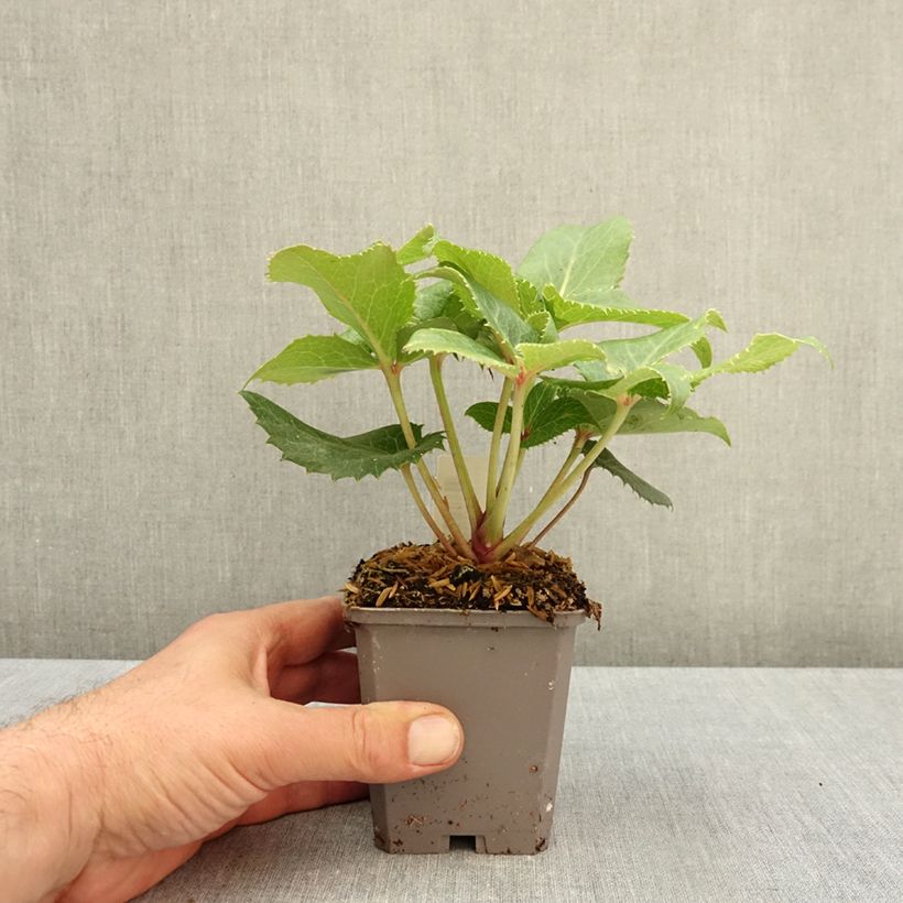 Spécimen de Hellébore sternii - Hellébore de Stern Godet de 8/9 cm tel que livré en automne