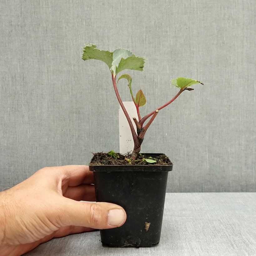 Spécimen de Hellébore sternii - Hellébore de Stern Godet de 8/9 cm tel que livré en été