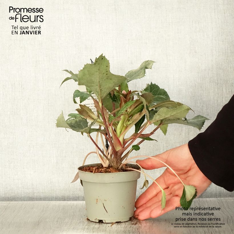 Spécimen de Hellébore sternii - Hellébore de Stern Pot de 1L/1,5L tel que livré en hiver